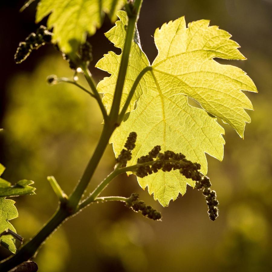 Il Roncal Wine Resort - For Wine Lovers Cividale Del Friuli Bagian luar foto