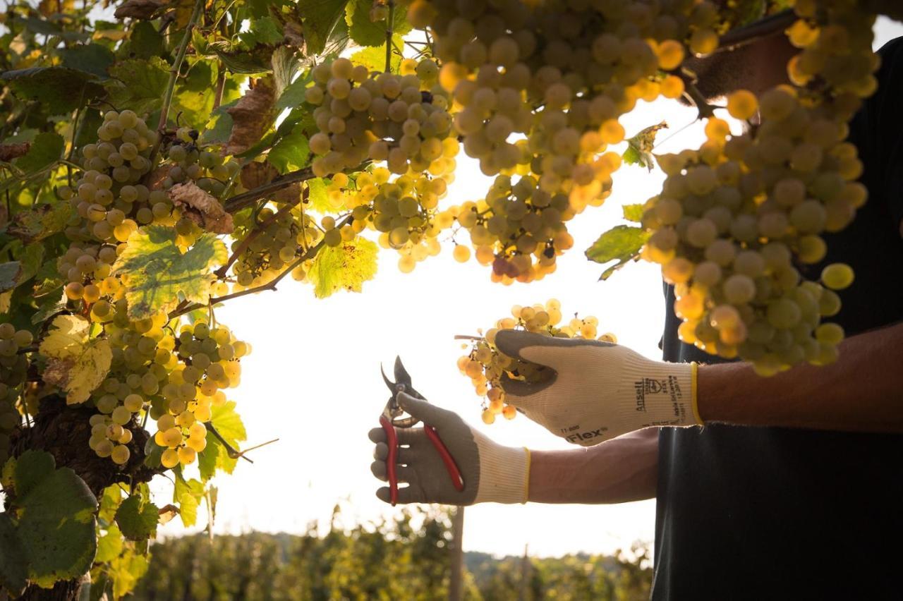Il Roncal Wine Resort - For Wine Lovers Cividale Del Friuli Bagian luar foto