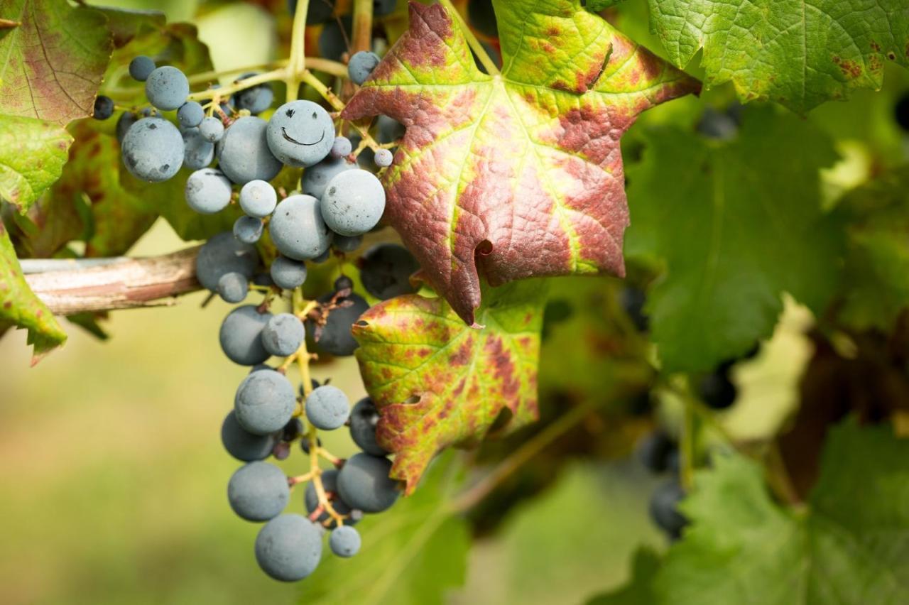 Il Roncal Wine Resort - For Wine Lovers Cividale Del Friuli Bagian luar foto