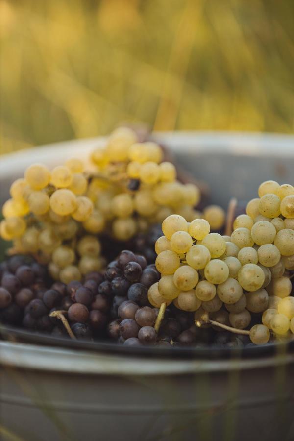 Il Roncal Wine Resort - For Wine Lovers Cividale Del Friuli Bagian luar foto