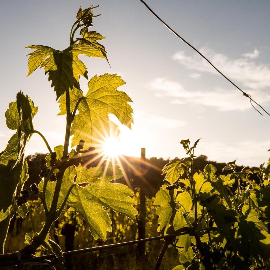 Il Roncal Wine Resort - For Wine Lovers Cividale Del Friuli Bagian luar foto