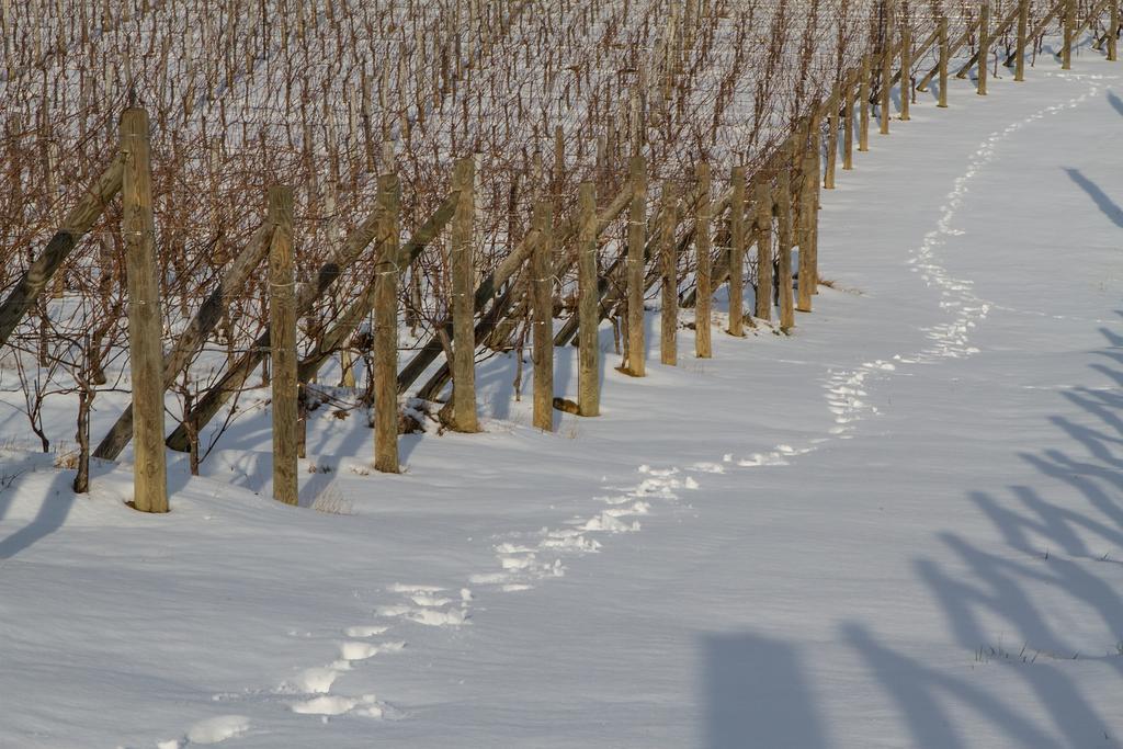 Il Roncal Wine Resort - For Wine Lovers Cividale Del Friuli Bagian luar foto